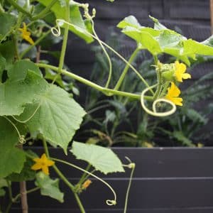 Early ripening Murashka cucumber that does not require pollination from domestic breeders