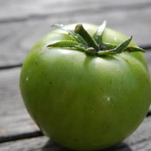 A fairy tale on your site - the Princess Frog tomato: reviews and recommendations for proper cultivation