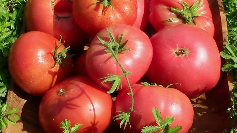A variety with amazing taste that you will definitely love - Raspberry Giant tomato