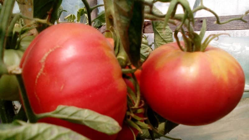 A variety with amazing taste that you will definitely love - Raspberry Giant tomato