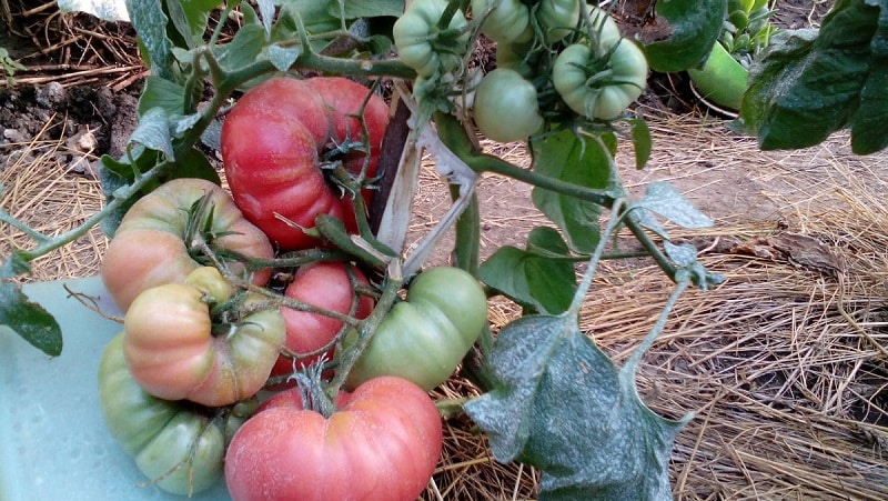 A variety with amazing taste that you will definitely love - Raspberry Giant tomato