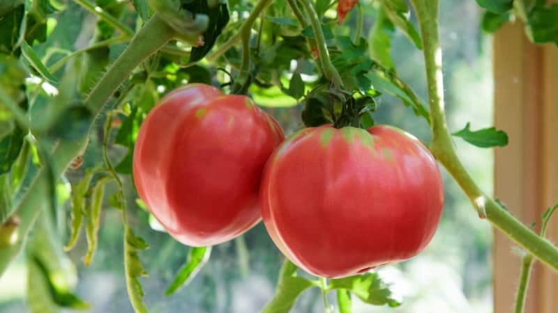 A variety with amazing taste that you will definitely love - Raspberry Giant tomato