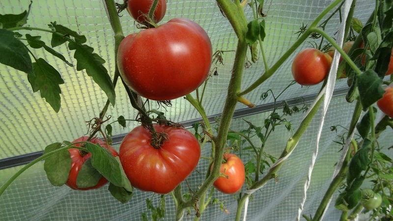A variety with amazing taste that you will definitely love - Raspberry Giant tomato