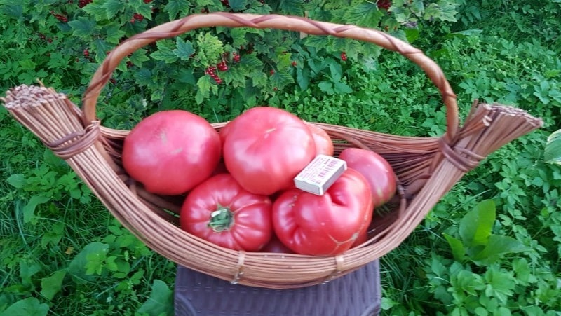 A variety with amazing taste that you will definitely love - Raspberry Giant tomato