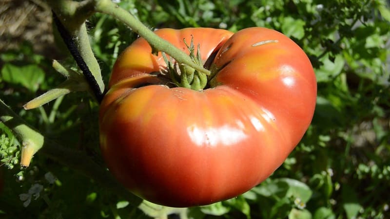 A variety with amazing taste that you will definitely love - Raspberry Giant tomato