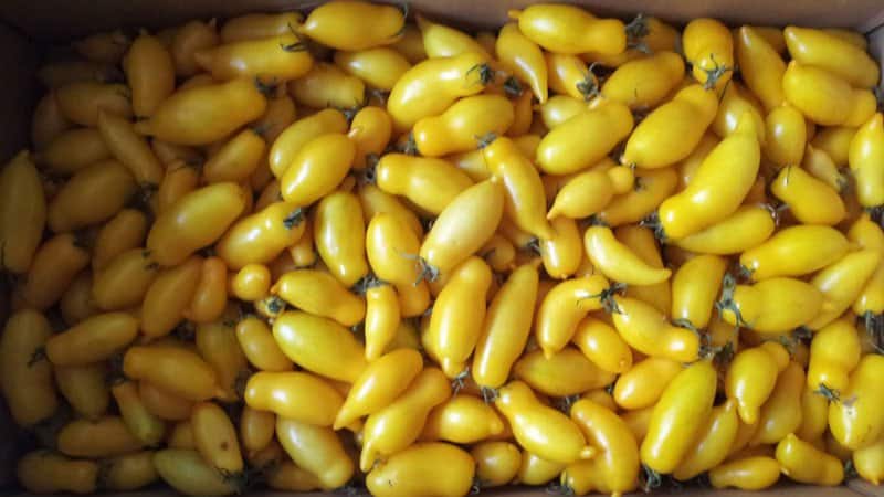 An amazing variety for experimental gardeners - the Banana Legs tomato and recommendations for growing it