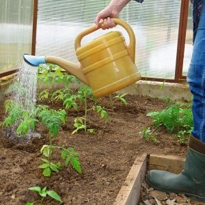 An amazing variety for experimental gardeners - the Banana Legs tomato and recommendations for growing it