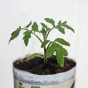 An amazing variety for experimental gardeners - the Banana Legs tomato and recommendations for growing it