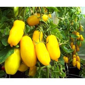 An amazing variety for experimental gardeners - the Banana Legs tomato and recommendations for growing it