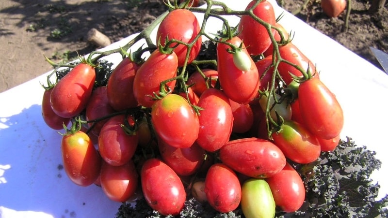 A rich harvest of small plum-shaped tomatoes from each bush - Pink raisin tomato and the secrets of caring for it