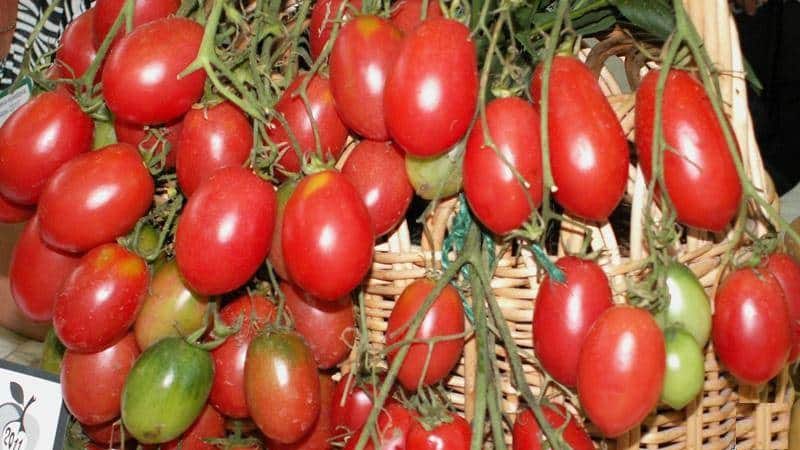 A rich harvest of small plum-shaped tomatoes from each bush - Pink raisin tomato and the secrets of caring for it