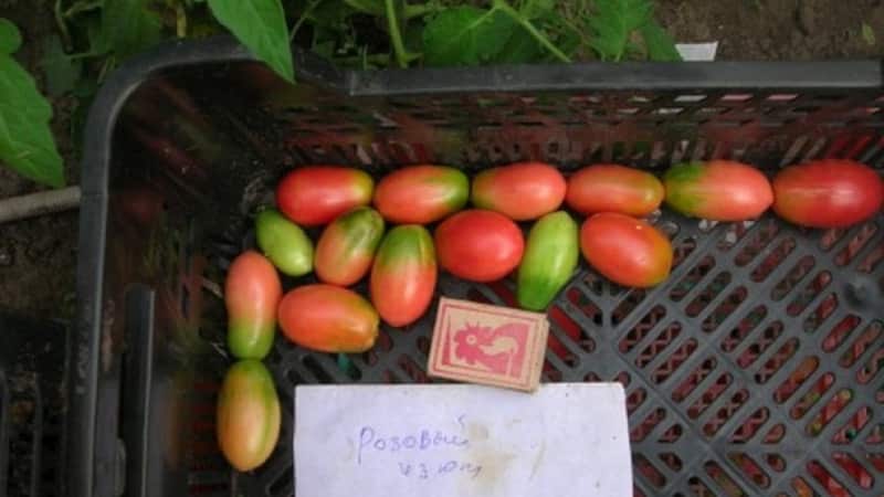 A rich harvest of small plum-shaped tomatoes from each bush - Pink raisin tomato and the secrets of caring for it