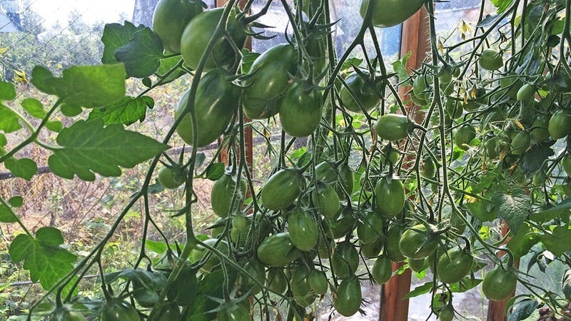 A rich harvest of small plum-shaped tomatoes from each bush - Pink raisin tomato and the secrets of caring for it