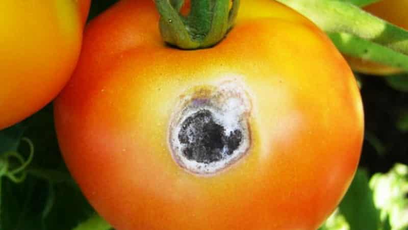 We quickly deal with the discovered problem of tomatoes: holes have appeared in the tomatoes - what to do and how to save your harvest