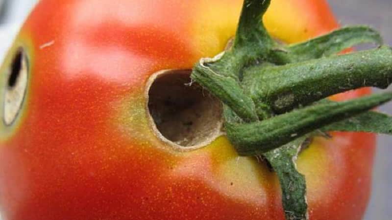 We quickly deal with the discovered problem of tomatoes: holes have appeared in the tomatoes - what to do and how to save your harvest