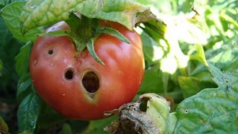 We quickly deal with the discovered problem of tomatoes: holes have appeared in the tomatoes - what to do and how to save your harvest