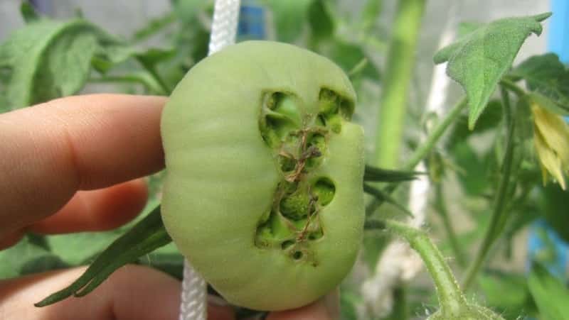 We quickly deal with the discovered problem of tomatoes: holes have appeared in the tomatoes - what to do and how to save your harvest