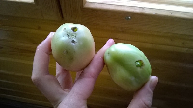 We quickly deal with the discovered problem of tomatoes: holes have appeared in the tomatoes - what to do and how to save your harvest
