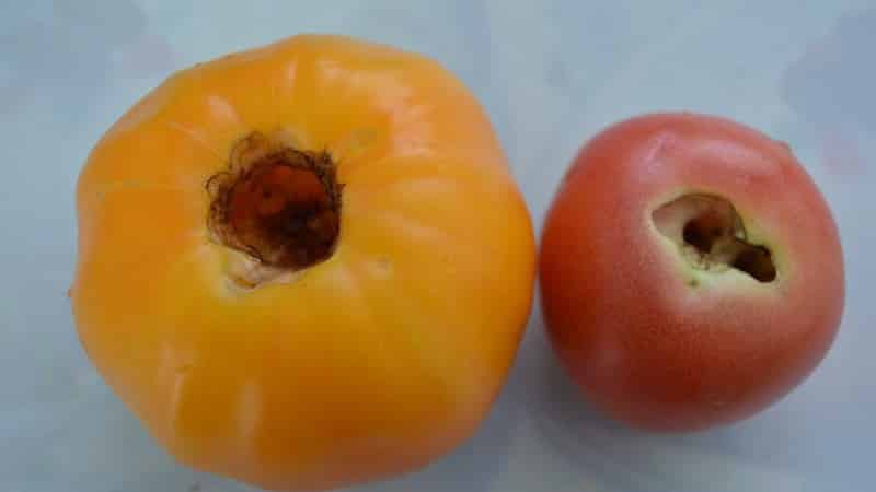 We quickly deal with the discovered problem of tomatoes: holes have appeared in the tomatoes - what to do and how to save your harvest