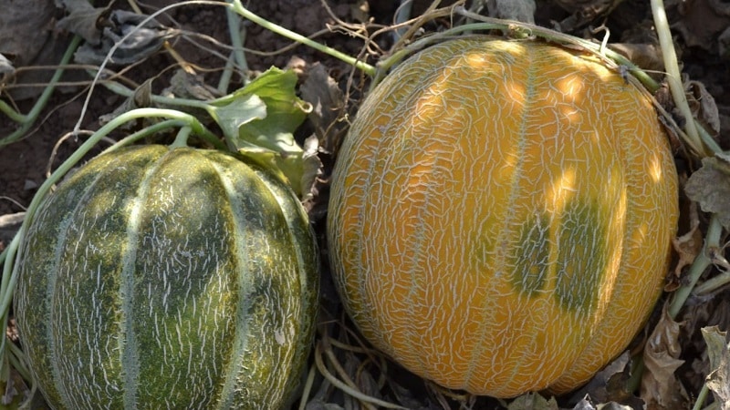 What is good about the Ethiopian melon and why you should try growing it yourself