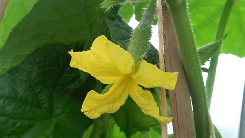 Why boric acid is useful for cucumbers and how to use it correctly
