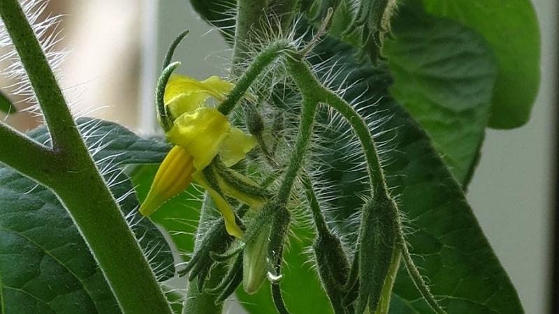 What to do if tomatoes bloom in a greenhouse but there are no ovaries?