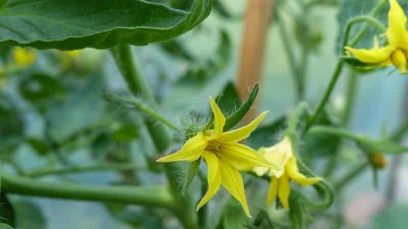 What to do if tomatoes bloom in a greenhouse but there are no ovaries?