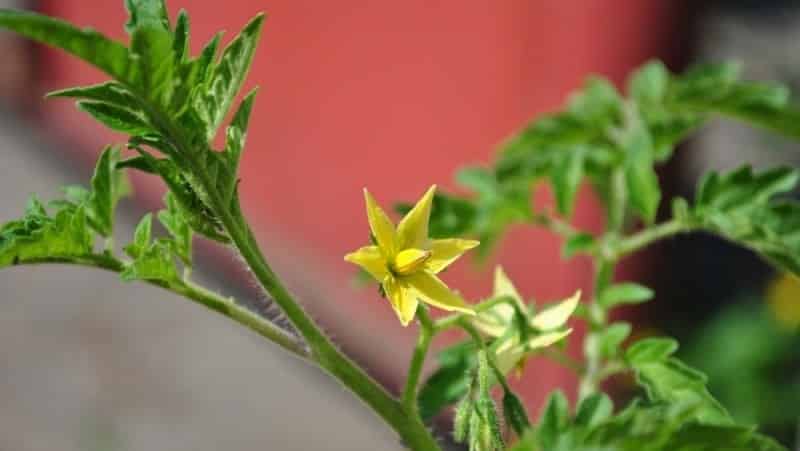 What to do if tomatoes bloom in a greenhouse but there are no ovaries?