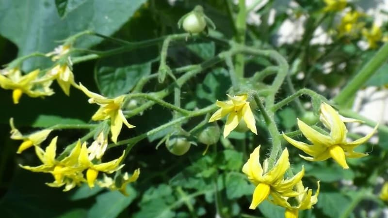 What to do if tomatoes bloom in a greenhouse but there are no ovaries?