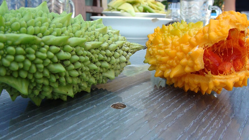What is Momordica charantia: an overview of the exotic vegetable, the stages of its cultivation and medicinal properties