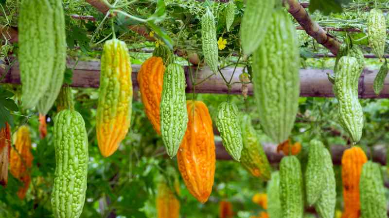 What is Momordica charantia: an overview of the exotic vegetable, the stages of its cultivation and medicinal properties