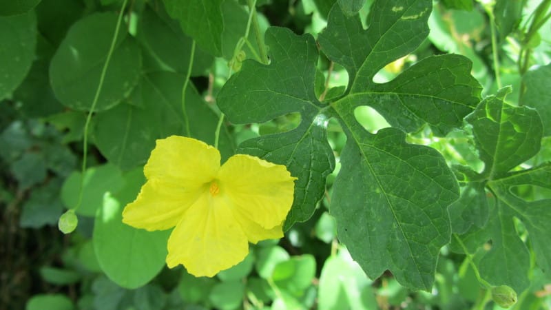 What is Momordica charantia: an overview of the exotic vegetable, the stages of its cultivation and medicinal properties