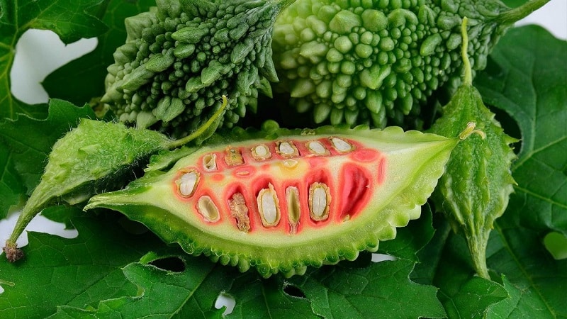 What is Momordica charantia: an overview of the exotic vegetable, the stages of its cultivation and medicinal properties