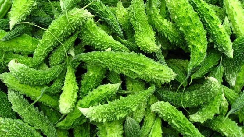 What is Momordica charantia: an overview of the exotic vegetable, the stages of its cultivation and medicinal properties