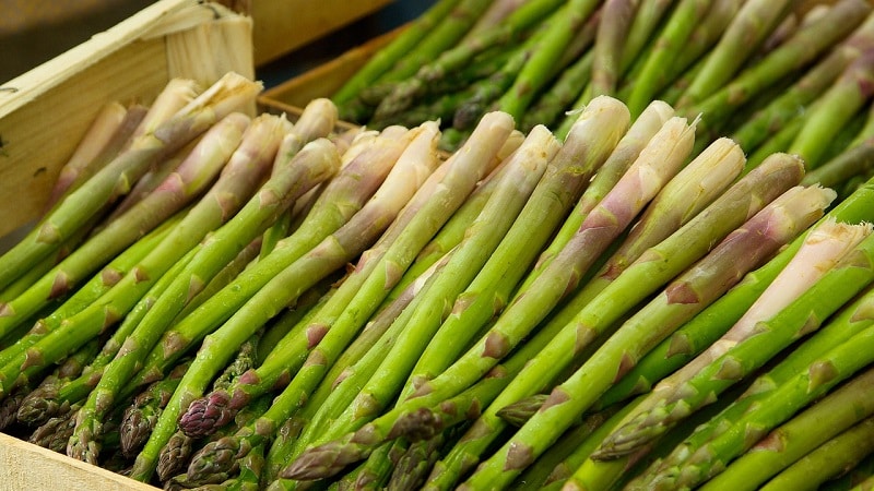 What is asparagus, what does it look like and how is it used?
