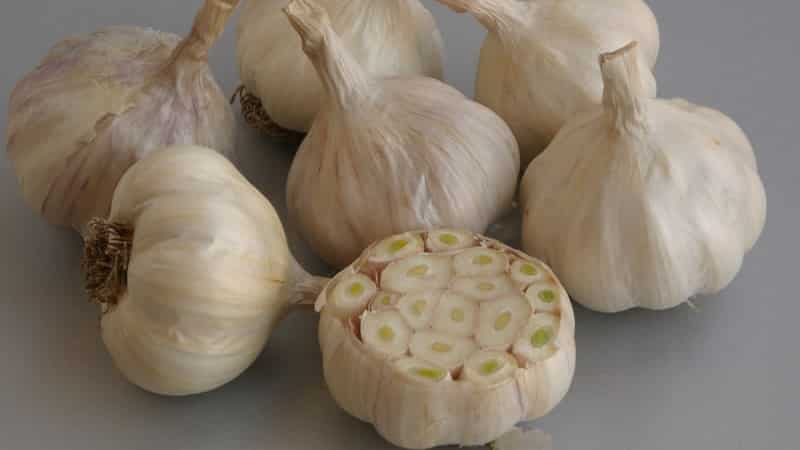 What is spring garlic and how to grow it correctly: a step-by-step guide and secrets of experienced gardeners
