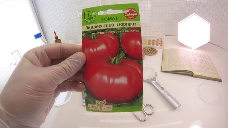 It will give a late harvest, but will live up to expectations - the Andreevsky surprise tomato