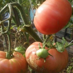 It will give a late harvest, but will live up to expectations - the Andreevsky surprise tomato