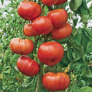 It will give a late harvest, but will live up to expectations - the Andreevsky surprise tomato