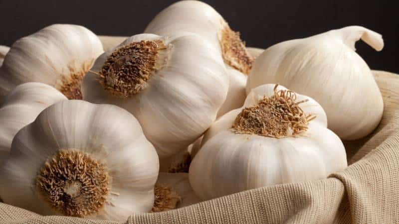 What happens if you eat garlic every day, and how much to eat so as not to harm your health