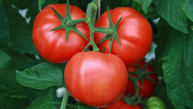A favorite among summer residents for growing in a greenhouse is the Babushkino Lukoshko tomato.