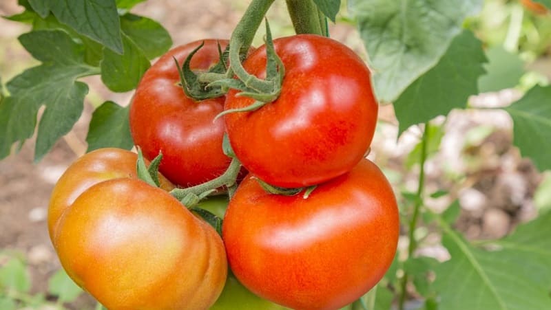 A favorite among summer residents for growing in a greenhouse is the Babushkino Lukoshko tomato.
