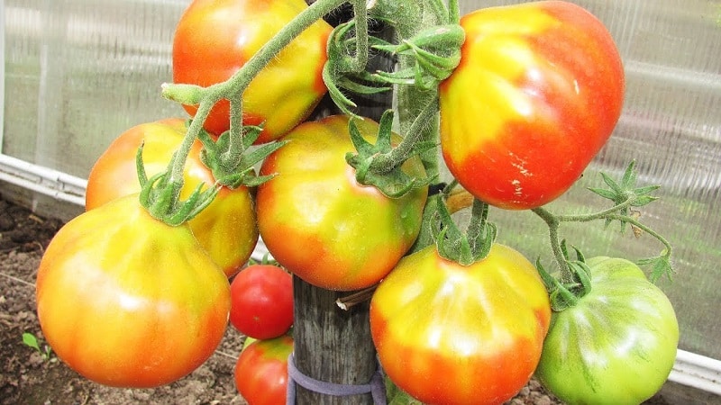 A favorite among summer residents for growing in a greenhouse is the Babushkino Lukoshko tomato.