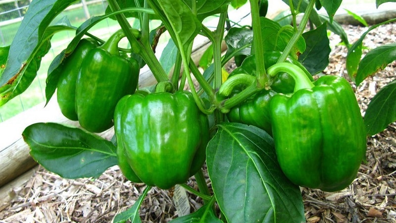 Where and how to store bell peppers for the winter: fresh, frozen, dried, dried and canned