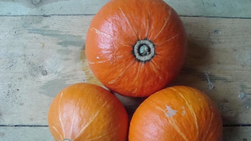 A hybrid with an original flavor that will pleasantly surprise you - Hazelnut pumpkin: we grow it without much hassle
