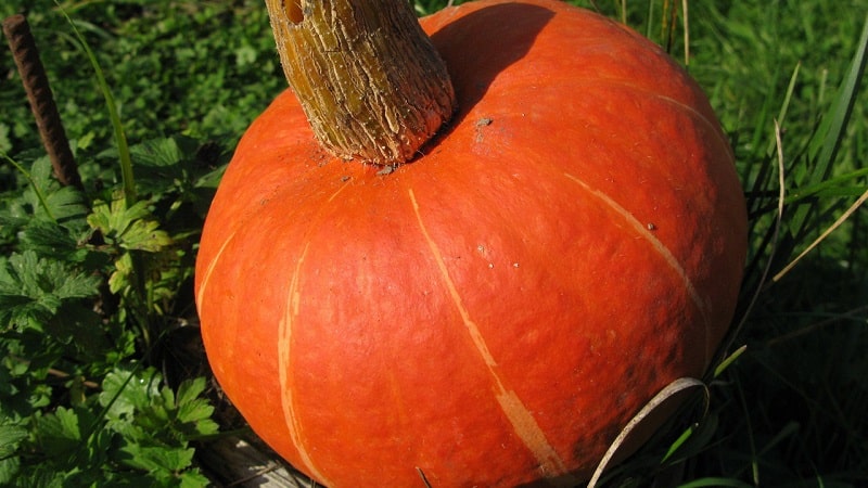 A hybrid with an original flavor that will pleasantly surprise you - Hazelnut pumpkin: we grow it without much hassle