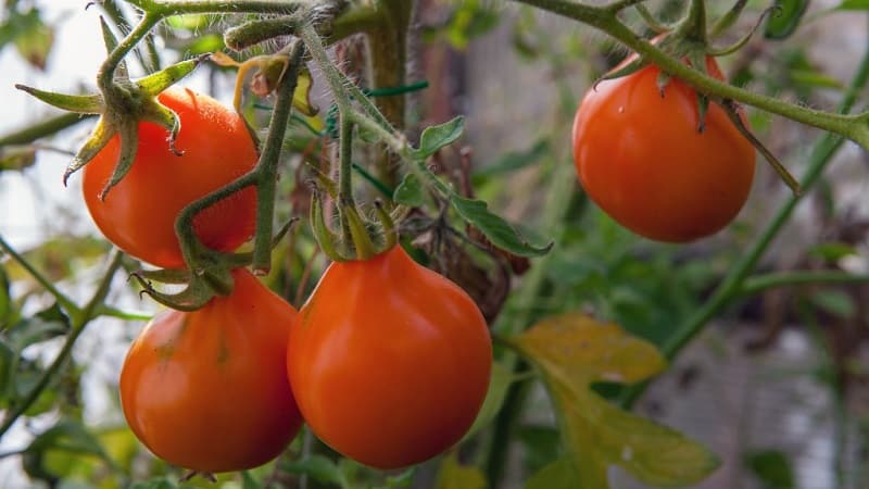 Ideal for preservation and easy to care for, the Japanese truffle tomato: reviews, photos and growing secrets