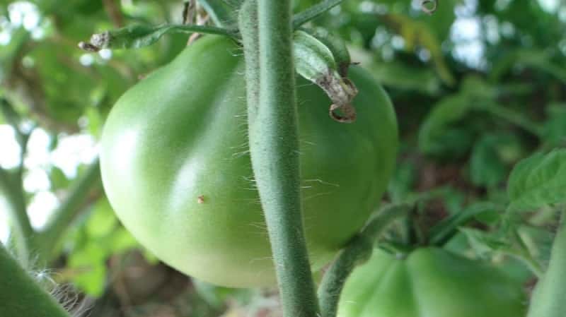 Ideal for preservation and easy to care for, the Japanese truffle tomato: reviews, photos and growing secrets