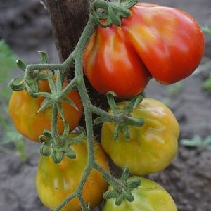 Ideal for preservation and easy to care for, the Japanese truffle tomato: reviews, photos and growing secrets