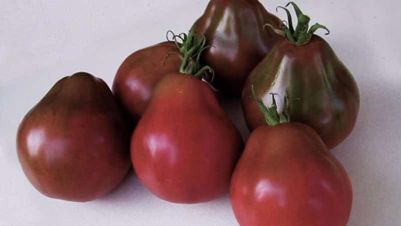 Ideal for preservation and easy to care for, the Japanese truffle tomato: reviews, photos and growing secrets